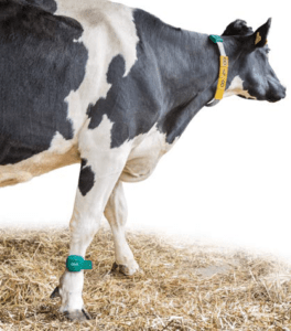 COWSCOUT sistem monitorizare vaci