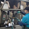 gea rotary milking palor t8900 tcm11 83984